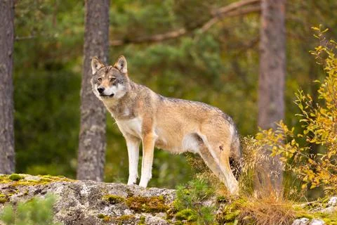 Alert wolf standing on mossy rock in Scandinavian forest during autumn Stock Photos