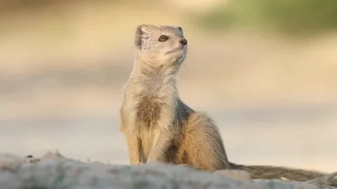 Alert Yellow Mongoose Scanning For Predators Wild Stock Footage 322210653