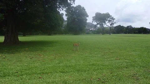 Alert Young Impala Standing on Lush Green Grass in a Sunny, Peaceful Scene Stock Footage 314403812