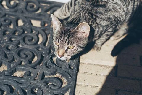 Alert young tabby cat on doormat. High angle view. Stock Photos