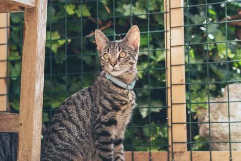 Alert young tabby cat sitting in front of fence in garden. Stock Photos