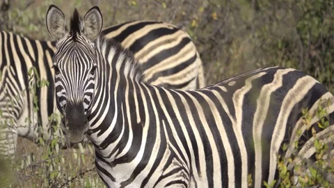 An alert Zebra standing sideways Stock Footage 83842496