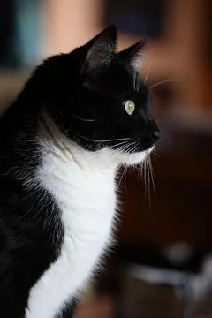 AlertCat Stock Photos