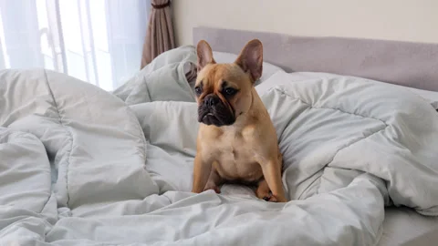 Alerted dog sitting on bed, looking with attention bark slightly once Stock Footage 313327818