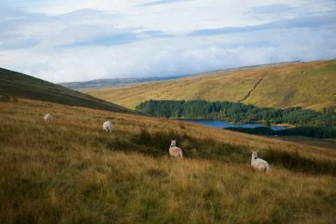 Alerted sheep  Stock Photos
