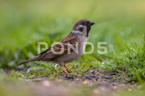Alerted Tree sparrow Stock Photos