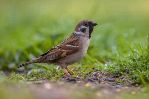 Alerted Tree sparrow Stock Photos