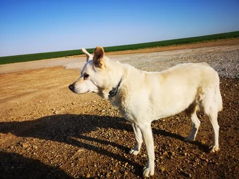 Alerted white dog Stock Photos
