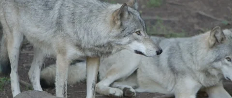 Alerted wolf close up side profile Stock Footage 168328541