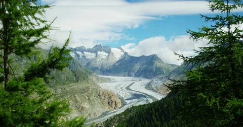 Aletsch glacier with trees in foreground - Shot on RED at 5K Stock Footage 79316966