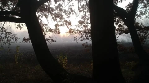 Alex Levashov Video stock 154504170