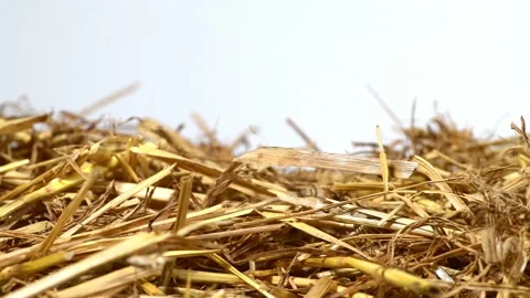 Alexander Baumann Video stock 142088942