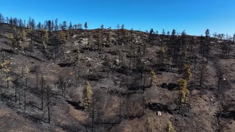 Alexander Mountain Fire Devastation 07 | Loveland | Colorado | 4K Drone Footage Stock Footage 291550928