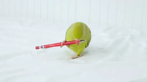 Alexander Parrot Playing on Bed, Indian, Funny Ring-necked Parakeet Bird, Childr Video stock 142305652