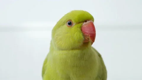 Alexander Parrot Playing on Bed, Indian, Funny Ring-necked Parakeet Bird, Childr Stock Footage 142305663