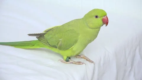 Alexander Parrot Playing on Bed, Indian, Funny Ring-necked Parakeet Bird, Childr Stock Footage 143710036