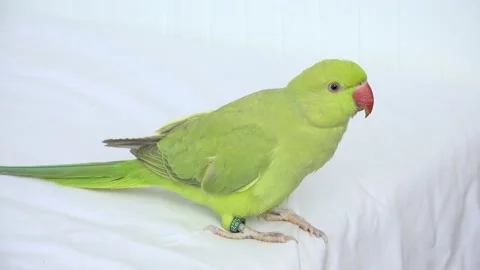 Alexander Parrot Playing on Bed, Indian, Funny Ring-necked Parakeet Bird, Stock Footage 145054516