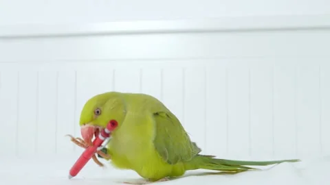 Alexander Parrot Playing on Bed, Indian, Funny Ring-necked Parakeet Bird, Video stock 148539472