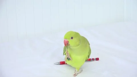 Alexander Parrot Playing on Bed, Indian, Funny Ring-necked Parakeet Bird, Stock Footage 168485616