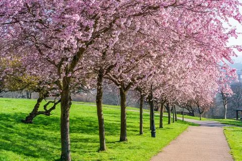 Alexandra Park, London Stock Photos