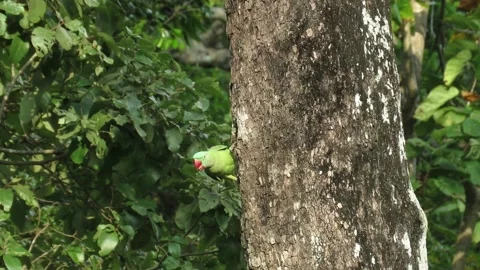 An Alexandrine Parakeet digging a hole for nesting in a natural habitat Stock Footage 161436115
