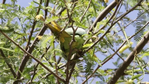 Alexandrine Parakeet Stock Footage 1340410