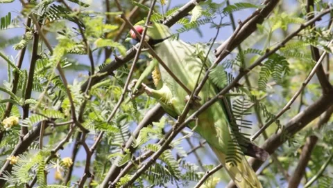 Alexandrine Parakeet Stock Footage 1340418