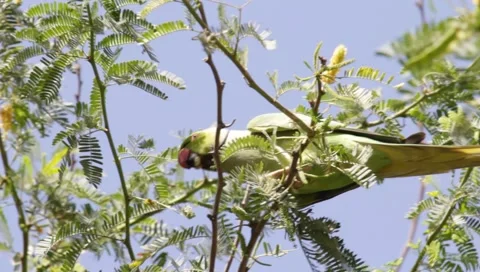Alexandrine Parakeet Stock Footage 1391964