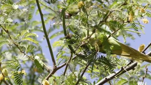 Alexandrine Parakeet Stock Footage 1392031