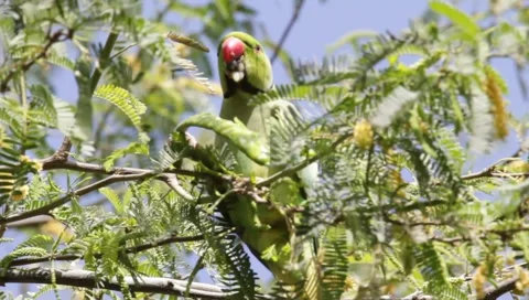 Alexandrine Parakeet Stock Footage 1393098