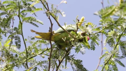 Alexandrine Parakeet Stock Footage 1397364