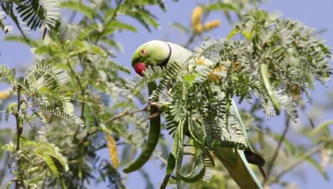Alexandrine Parakeet Stock Footage 1407770