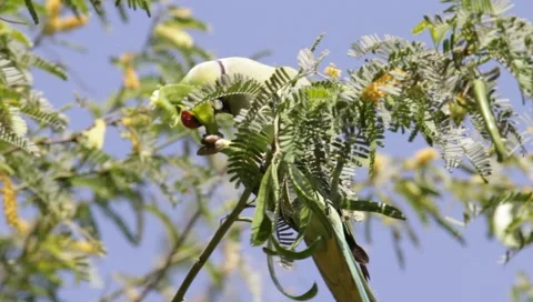 Alexandrine Parakeet Stock Footage 1411583