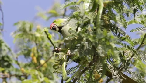Alexandrine Parakeet Stock Footage 1414601