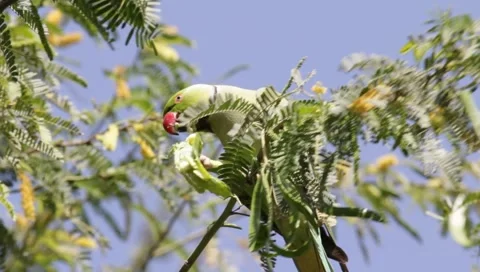 Alexandrine Parakeet Stock Footage 1421673