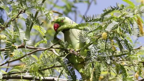 Alexandrine Parakeet Stock Footage 1421885