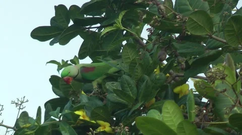 Alexandrine parakeet Stock Footage 64802037