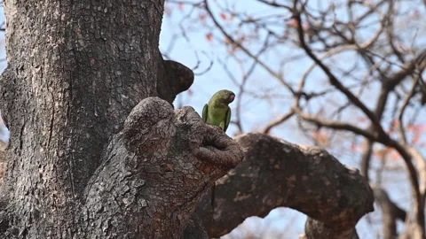 An Alexandrine parakeet perched on a tree 스톡 동영상 313954390