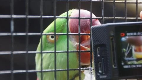 The Alexandrine Parakeet Stock Photos