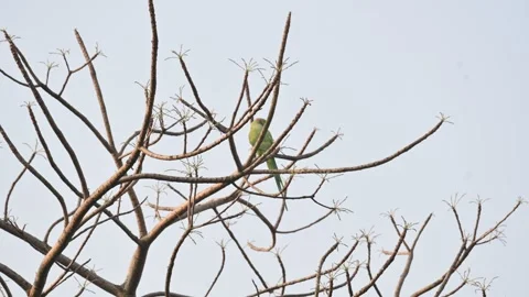 A alexandrine parakeets perches on a tree  branch. Stock Footage 337652719