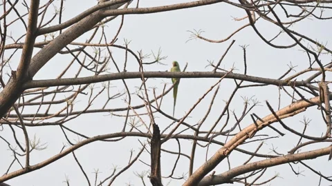 A alexandrine parakeets perches on a tree  branch. Stockbeeldmateriaal 337652723
