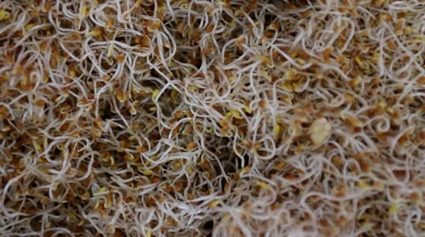 Alfa alfa sprouts Stock Footage 17410434