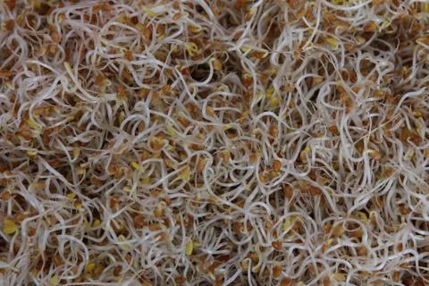 Alfa alfa sprouts. Stock Photos