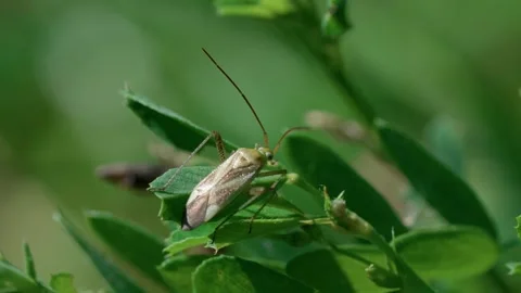 Alfalfa bug Adelphocoris lineolatus Stock Footage 321132859
