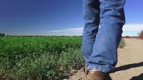 Alfalfa farmer in the field Video stock 41932765