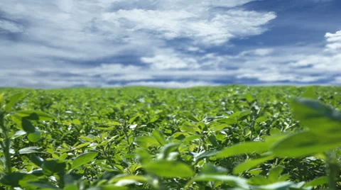 Alfalfa Field with Clouds Timelapse Stock Footage 35841846