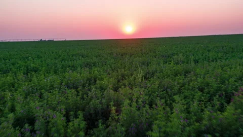 Alfalfa Field Flyover at Sunset Stock Footage 198624815