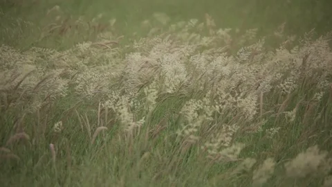 Alfalfa field movement wind Stock Footage