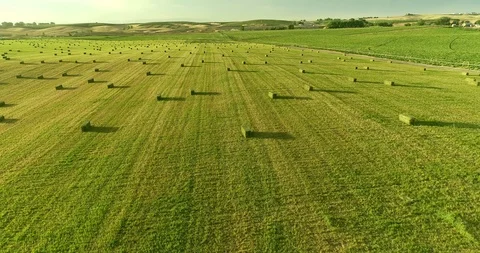 Alfalfa Field with Small Square Bales at Dusk Stock Footage
