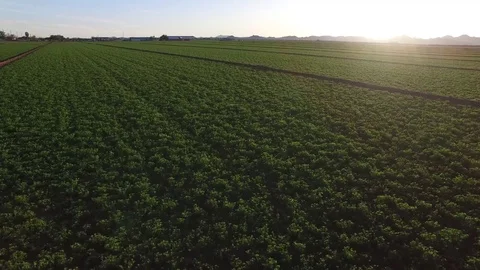 Alfalfa Field at Sunset 스톡 동영상 71036601